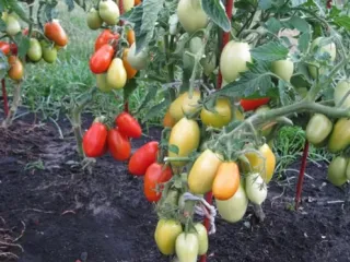 Сорт томата Челнок