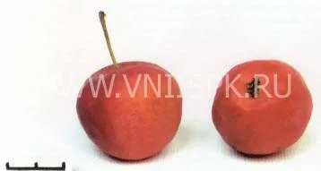 Сорт яблони Пепинка Алтайская 0