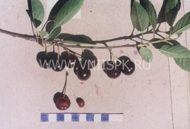 Сорт вишни Финаевская 0