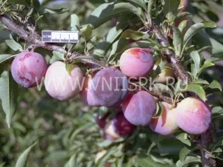 Сорт сливы китайской Ксения