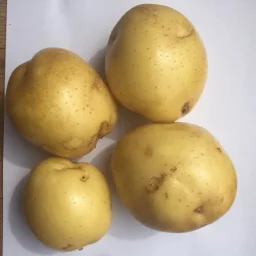 Сорт картофеля Молли 0
