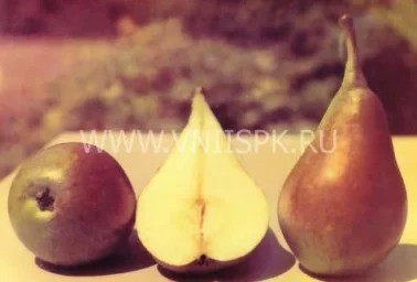 Сорт груши Ранняя Сергеева 0