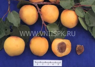 Сорт абрикоса Ранний Марусича 0