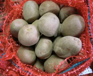 Сорт картофеля Санибель 1