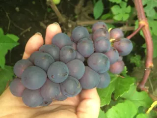 Сорт винограда Муромец