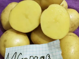 Сорт картофеля Ла страда