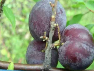 Сорт сливы китайской Фрося