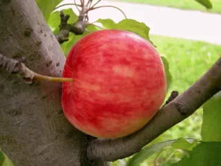 Сорт яблони Мантет