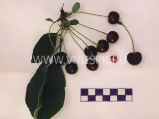 Сорт вишни Дубовская Крупноплодная
