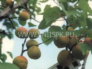 Сорт абрикоса Самарский