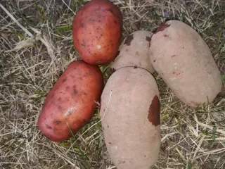 Сорт картофеля Родриго (Родрига)