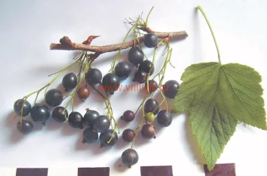 Сорт смородины черной Имандра 2 0