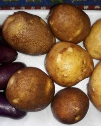 Сорт картофеля Киви 0