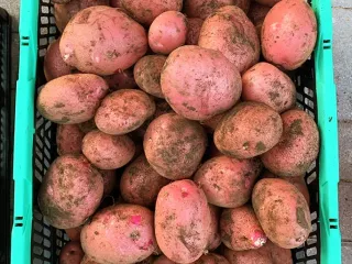 Сорт картофеля Шарвари пирошка
