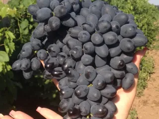 Сорт винограда Аттика