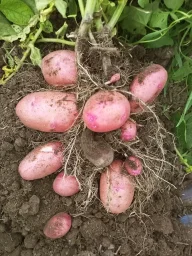 Сорт картофеля Палац 2
