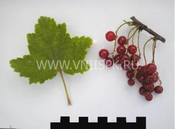 Сорт смородины красной Хрустящая 0
