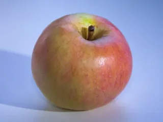 Сорт яблони Персиянка
