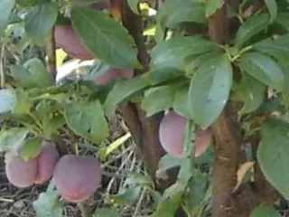 Сорт алычи Десертная Ранняя