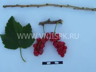Сорт смородины красной Задунайская (Красная Смольяниновой)