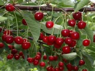 Сорт вишни Загорьевская