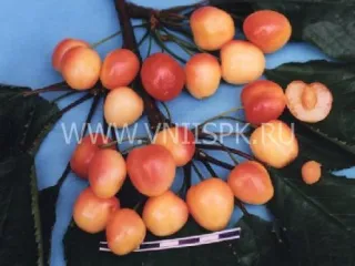 Сорт черешни Краса Кубани