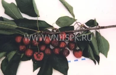 Сорт черешни Сашенька 0