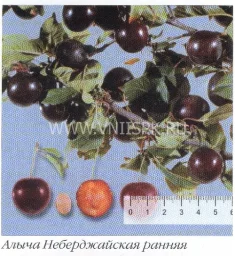Сорт алычи Небеджаевская Ранняя 0