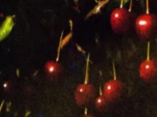 Сорт вишни Сударушка (Вишня)