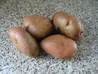 Сорт картофеля Спиридон