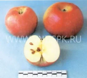 Сорт яблони Ламбурне (Лорд Ламбурне) 0