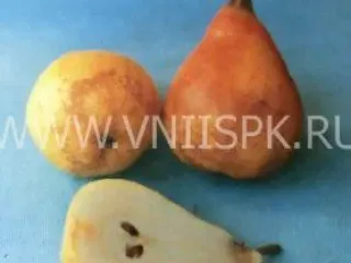 Сорт груши Краснодарская Летняя