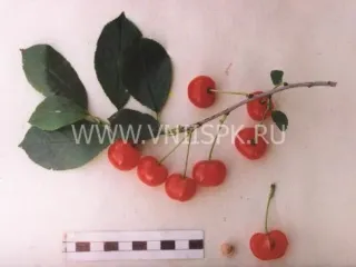 Сорт вишни Заря Татарии