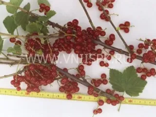 Сорт смородины красной Альфа