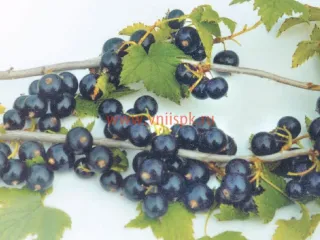 Сорт смородины черной Русалка