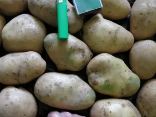 Сорт картофеля Фрителла