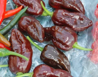 Сорт перца Бхут Джолокия (Bhut Jolokia) 4