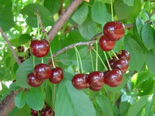 Сорт вишни Игрушка (дюк)