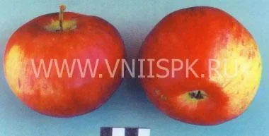 Сорт яблони Россошанское Полосатое 0