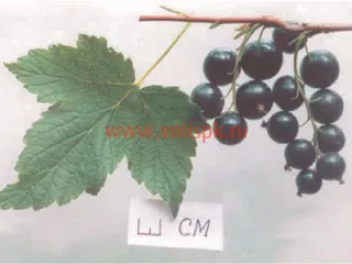 Сорт смородины черной Нара