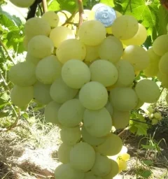 Сорт винограда Антоний великий 2