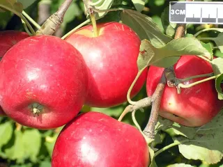 Сорт яблони Алтайская Красавица