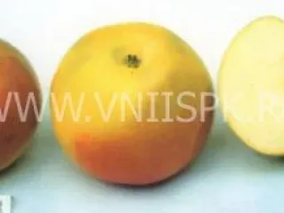 Сорт яблони Ренет Золотой Курский (Зимний Золотой Ренет, Золотаревка, Ренет Золоторевский, Рогулевка)