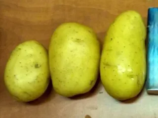 Сорт картофеля Зекура