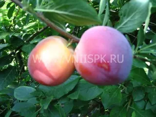 Сорт алычи Евгения