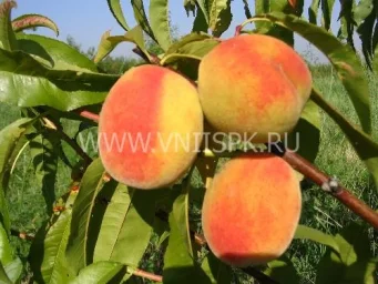 Сорт персика Ранний Кубани 0