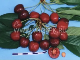 Сорт черешни Кавказская Улучшенная