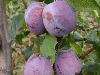 Сорт сливы Анна Шпет