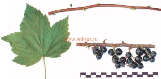 Сорт смородины черной Купалинка 0