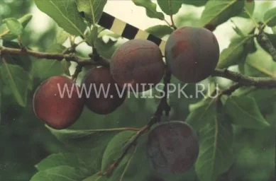Сорт сливы домашней Заречная Ранняя 0